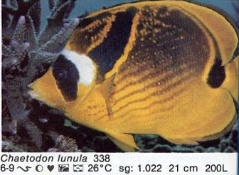 Chaetodon lunula